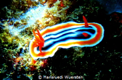Harlequin nudibranchs (Dorids) by Hansruedi Wuersten 